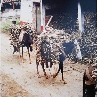 Tradición Cafetera y Moliendas